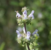 Salvia mellifera