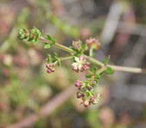Galium nuttallii