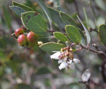 Arctostaphylos glandulosa ssp. crassifolia