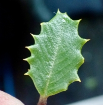 Ceanothus jepsonii