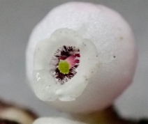 Arctostaphylos glandulosa ssp. cushingiana