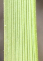 Calamagrostis ophitidis