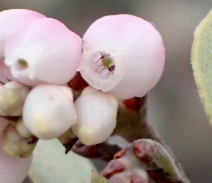 Arctostaphylos montana ssp. montana