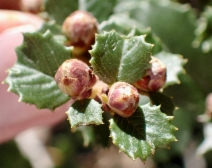 Ceanothus gloriosus var. exaltatus