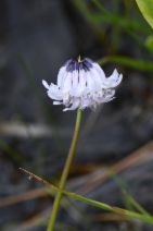 Trifolium bolanderi
