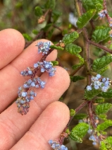 Ceanothus impressus var. nipomensis
