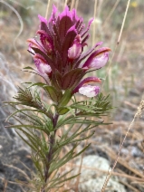 Orthocarpus pachystachyus