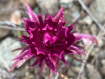 Orthocarpus pachystachyus
