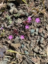 Gilia tenuiflora ssp. docmilleri