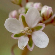 Thysanocarpus curvipes