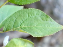 Prunus cerasifera