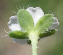 Pholistoma membranaceum