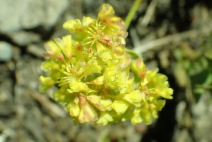 Eriogonum umbellatum var. nevadense