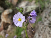Solanum umbelliferum var. xanti