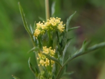 Sanicula bipinnata