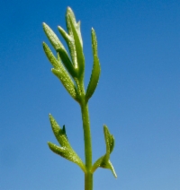Limnanthes douglasii ssp. nivea
