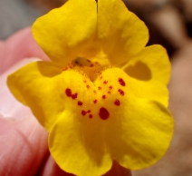Erythranthe nasuta