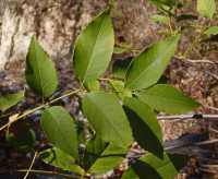 Fraxinus velutina