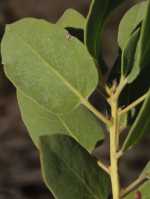 Arctostaphylos rainbowensis