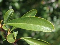 Pyracantha koidzumii
