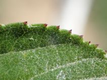 Ceanothus tomentosus