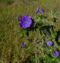 Echium plantagineum