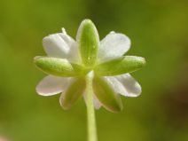 Sagina decumbens ssp. occidentalis