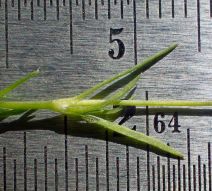 Sagina decumbens ssp. occidentalis