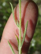 Cryptantha muricata var. jonesii