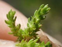 Crassula tillaea