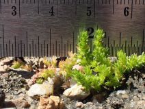 Crassula tillaea