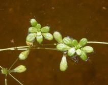 Callitriche marginata