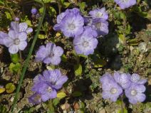 Phacelia divaricata