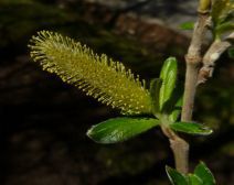 Salix sitchensis