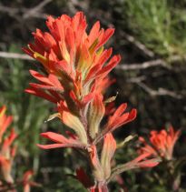 Castilleja affinis