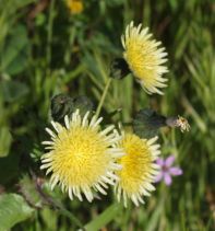 Sonchus oleraceus