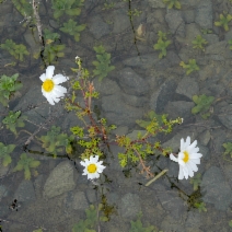 Anthemis arvensis