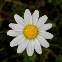 Anthemis arvensis