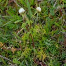 Anthemis arvensis
