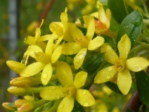 Ribes aureum var. gracillimum