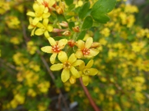 Ribes aureum var. gracillimum