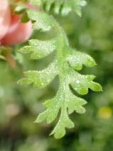 Nemophila menziesii var. menziesii