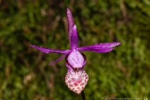 Calypso bulbosa var. occidentalis
