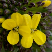 Erysimum menziesii