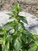 Mercurialis ambigua