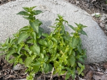 Mercurialis ambigua