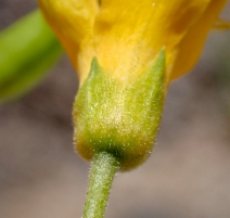 Cleomella arborea var. angustata