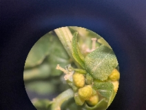 Mercurialis ambigua
