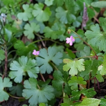 Geranium lucidum