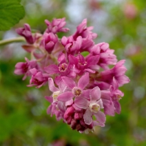 Ribes sanguineum var. glutinosum